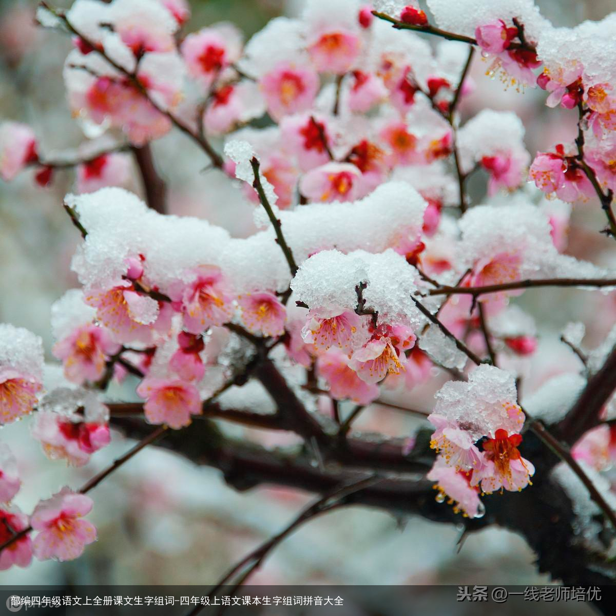部编四年级语文上全册课文生字组词-四年级上语文课本生字组词拼音大全