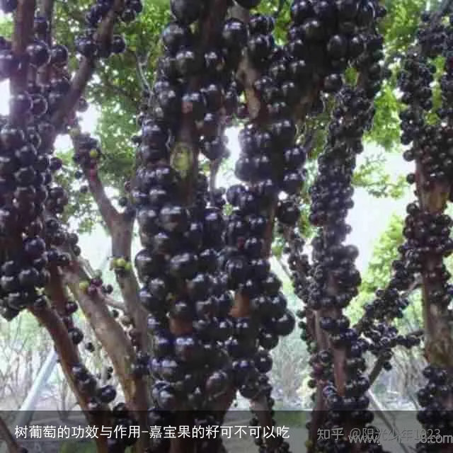 树葡萄的功效与作用-嘉宝果的籽可不可以吃
