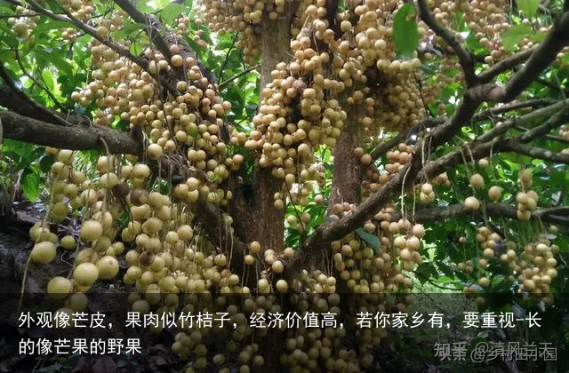 外观像芒皮，果肉似竹桔子，经济价值高，若你家乡有，要重视-长的像芒果的野果