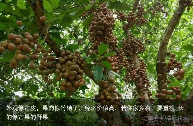 外观像芒皮，果肉似竹桔子，经济价值高，若你家乡有，要重视-长的像芒果的野果