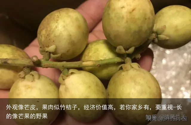 外观像芒皮，果肉似竹桔子，经济价值高，若你家乡有，要重视-长的像芒果的野果