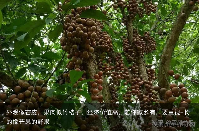 外观像芒皮，果肉似竹桔子，经济价值高，若你家乡有，要重视-长的像芒果的野果