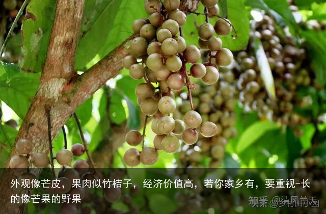 外观像芒皮，果肉似竹桔子，经济价值高，若你家乡有，要重视-长的像芒果的野果