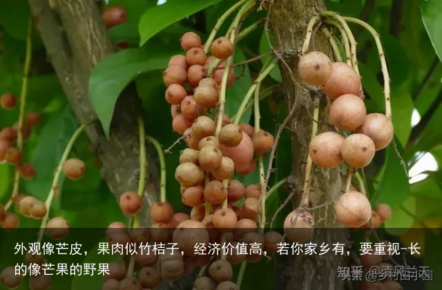 外观像芒皮，果肉似竹桔子，经济价值高，若你家乡有，要重视-长的像芒果的野果