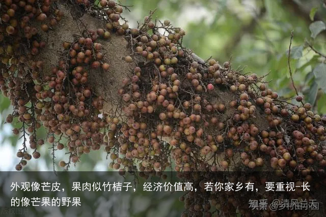 外观像芒皮，果肉似竹桔子，经济价值高，若你家乡有，要重视-长的像芒果的野果