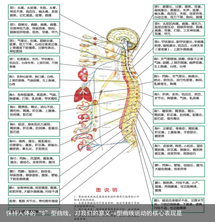 保持人体的“S”型曲线，对我们的意义-s型曲线运动的核心表现是