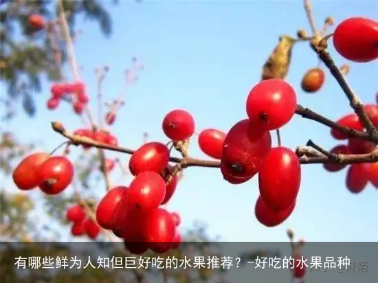 有哪些鲜为人知但巨好吃的水果推荐？-好吃的水果品种