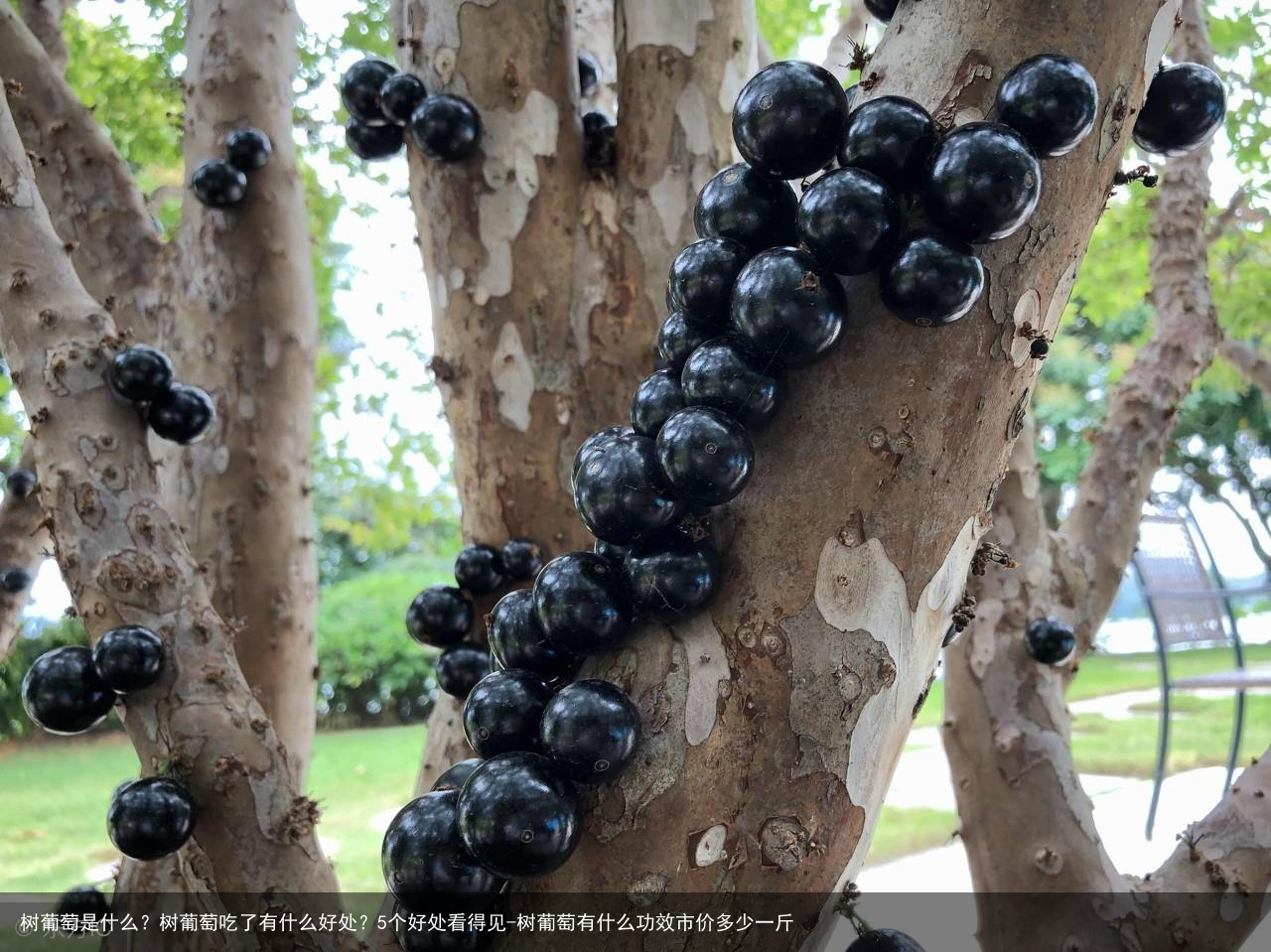 树葡萄是什么？树葡萄吃了有什么好处？5个好处看得见-树葡萄有什么功效市价多少一斤