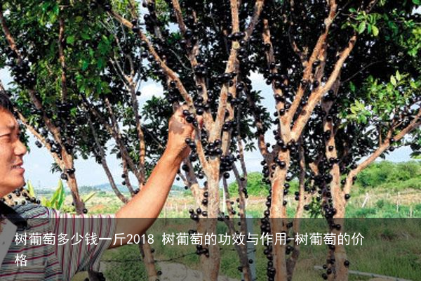 树葡萄多少钱一斤2018 树葡萄的功效与作用-树葡萄的价格