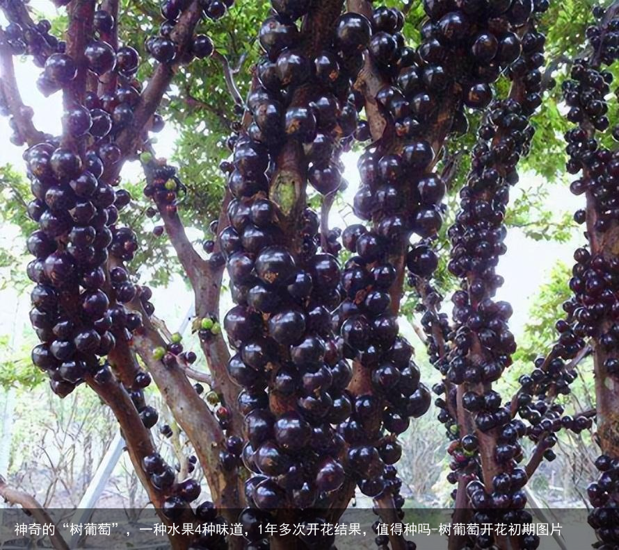神奇的“树葡萄”，一种水果4种味道，1年多次开花结果，值得种吗-树葡萄开花初期图片