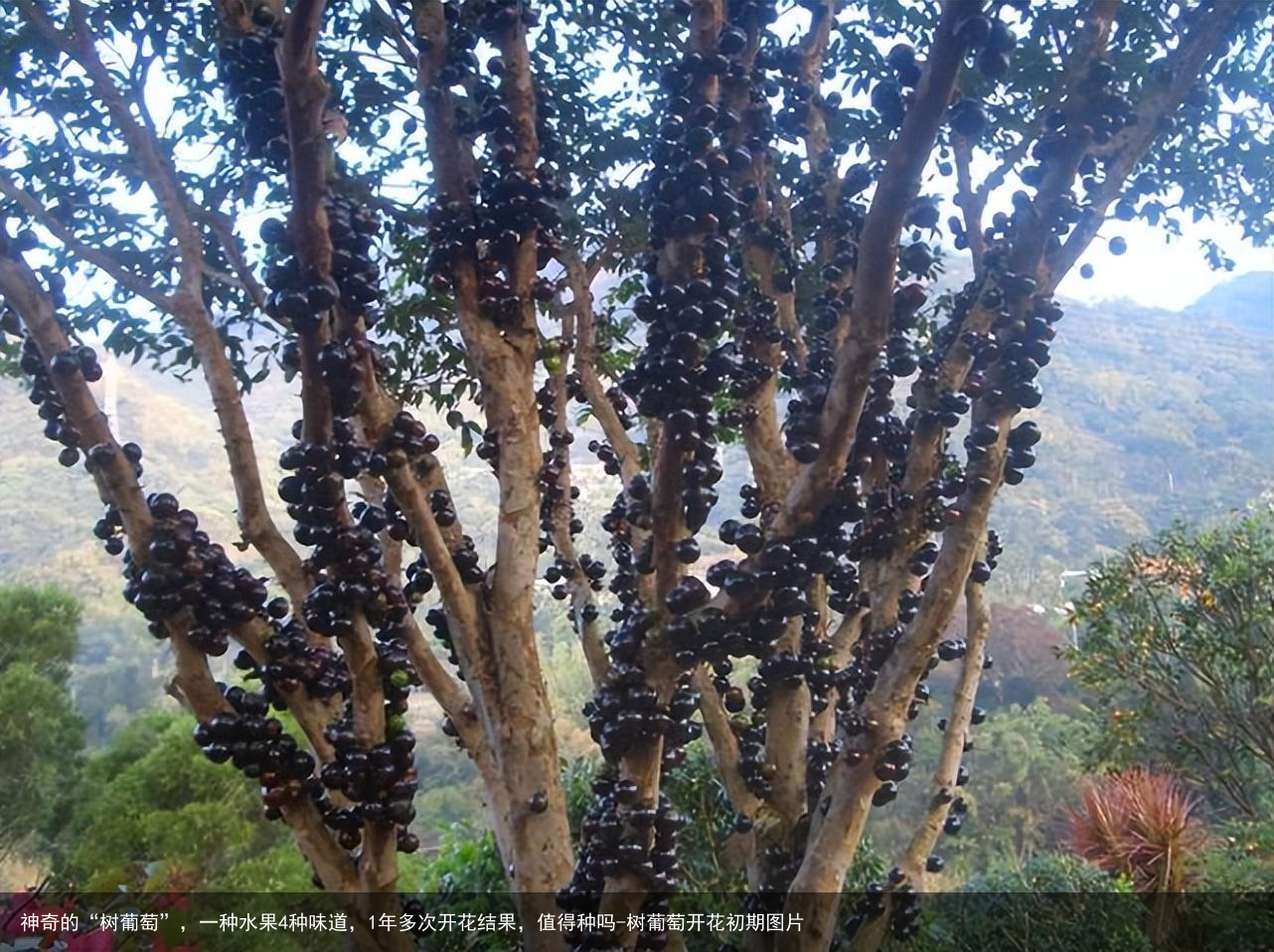 神奇的“树葡萄”，一种水果4种味道，1年多次开花结果，值得种吗-树葡萄开花初期图片