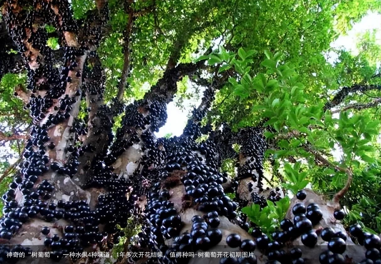 神奇的“树葡萄”，一种水果4种味道，1年多次开花结果，值得种吗-树葡萄开花初期图片