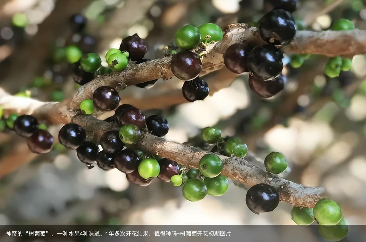神奇的“树葡萄”，一种水果4种味道，1年多次开花结果，值得种吗-树葡萄开花初期图片