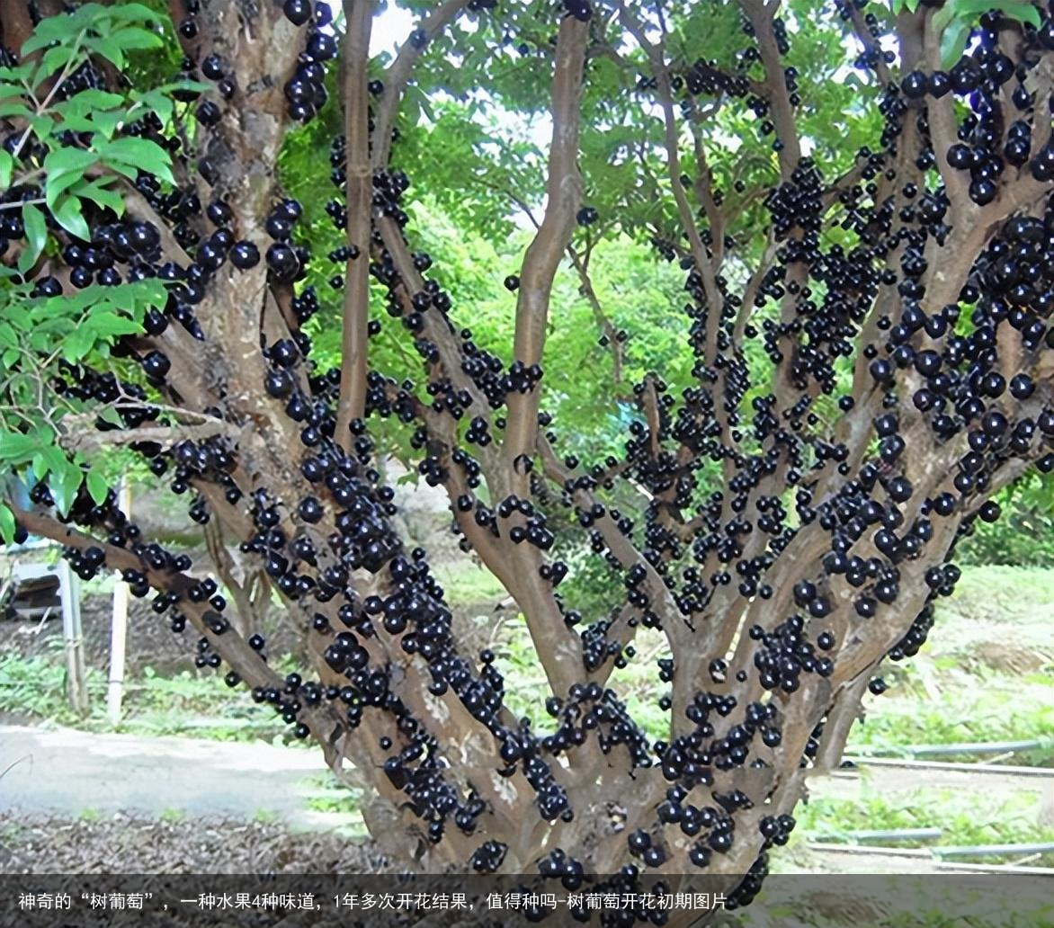神奇的“树葡萄”，一种水果4种味道，1年多次开花结果，值得种吗-树葡萄开花初期图片