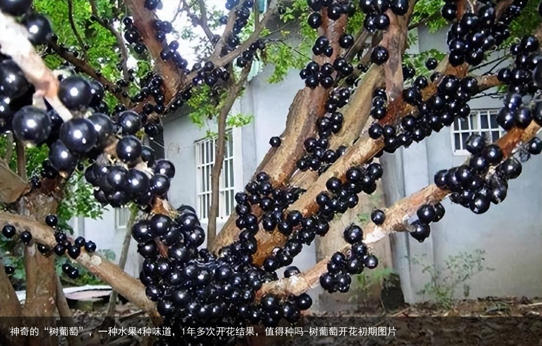 神奇的“树葡萄”，一种水果4种味道，1年多次开花结果，值得种吗-树葡萄开花初期图片