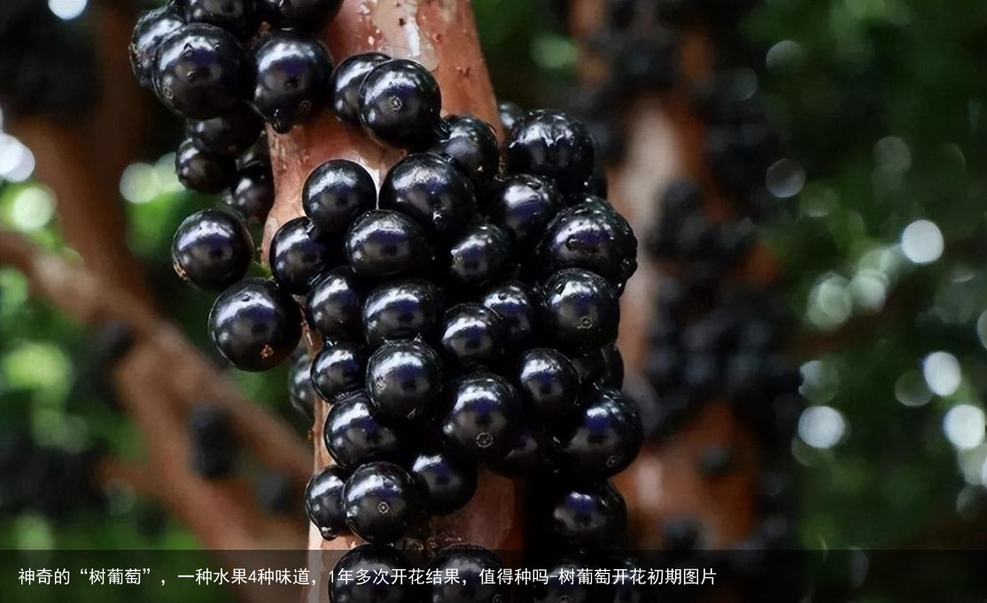 神奇的“树葡萄”，一种水果4种味道，1年多次开花结果，值得种吗-树葡萄开花初期图片
