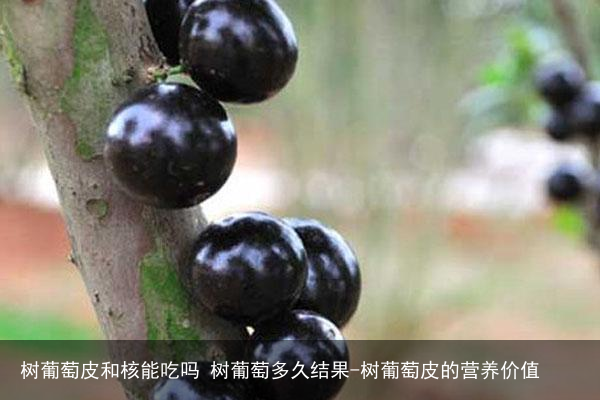 树葡萄皮和核能吃吗 树葡萄多久结果-树葡萄皮的营养价值