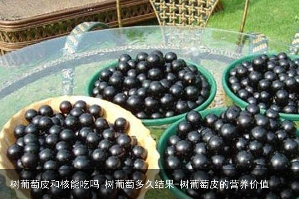 树葡萄皮和核能吃吗 树葡萄多久结果-树葡萄皮的营养价值