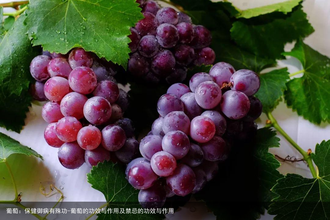 葡萄：保健御病有殊功-葡萄的功效与作用及禁忌的功效与作用