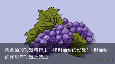 树葡萄的功效与作用，吃树葡萄的好处！-树葡萄的作用与功效及禁忌