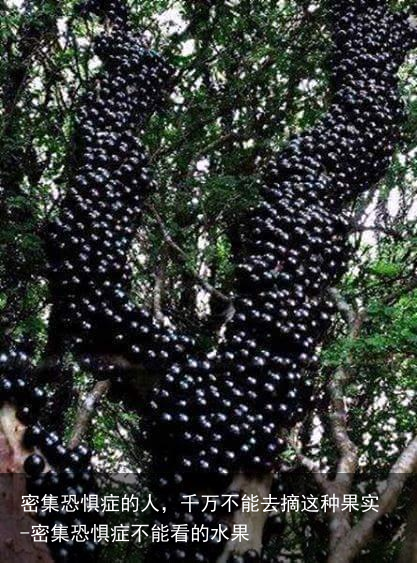 密集恐惧症的人，千万不能去摘这种果实-密集恐惧症不能看的水果