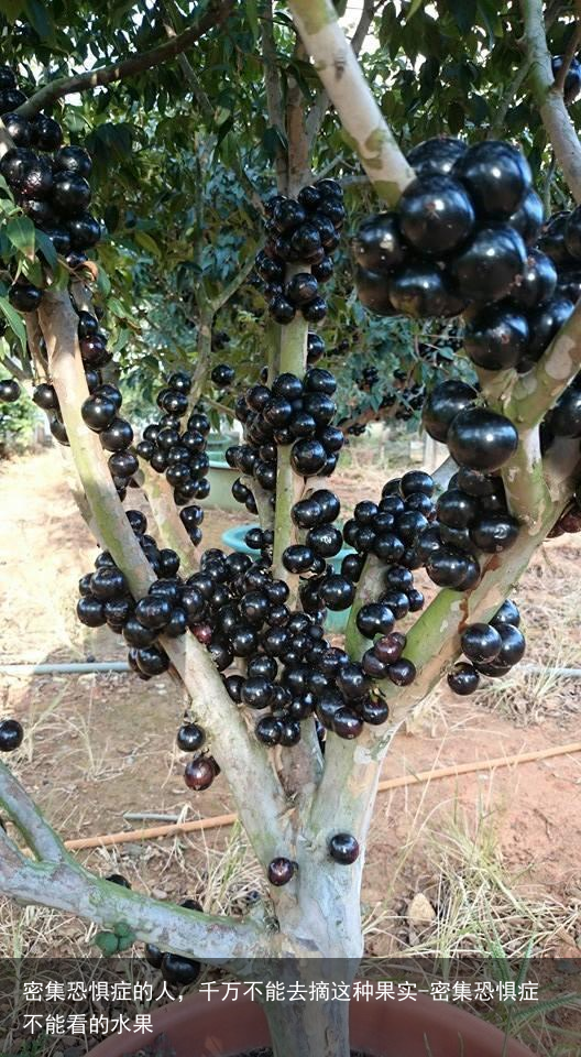 密集恐惧症的人，千万不能去摘这种果实-密集恐惧症不能看的水果