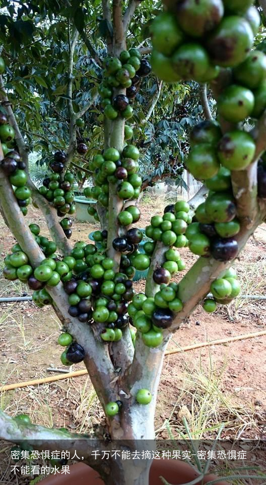 密集恐惧症的人，千万不能去摘这种果实-密集恐惧症不能看的水果