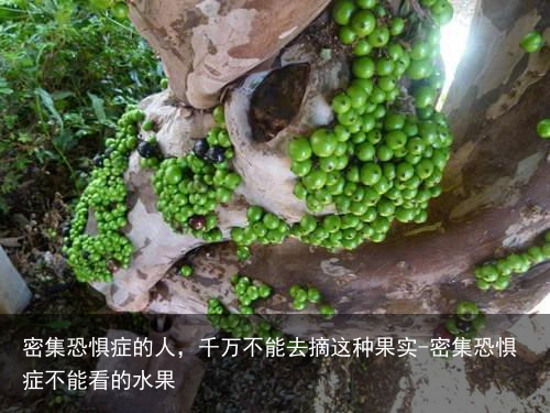 密集恐惧症的人，千万不能去摘这种果实-密集恐惧症不能看的水果