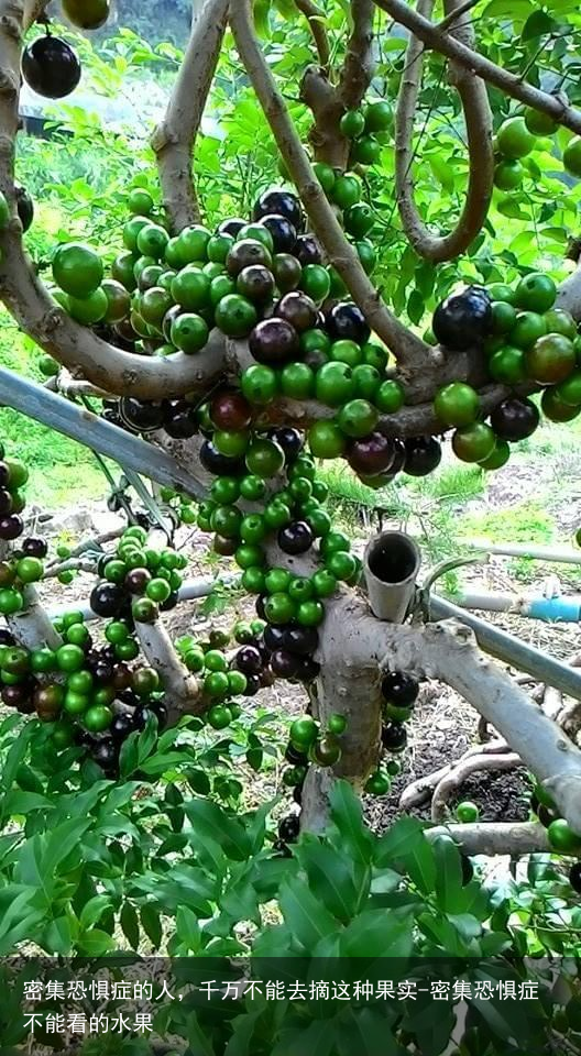 密集恐惧症的人，千万不能去摘这种果实-密集恐惧症不能看的水果