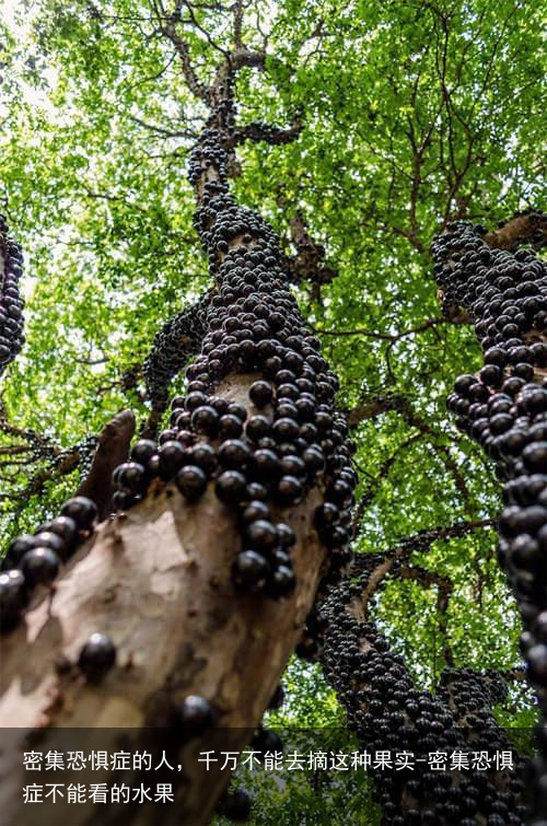 密集恐惧症的人，千万不能去摘这种果实-密集恐惧症不能看的水果
