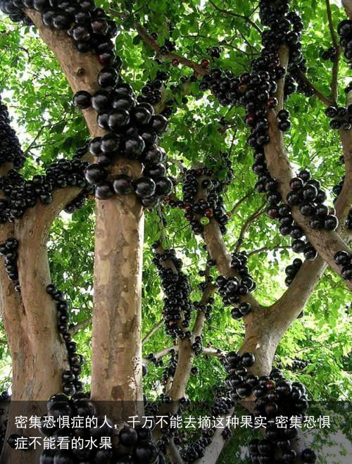 密集恐惧症的人，千万不能去摘这种果实-密集恐惧症不能看的水果