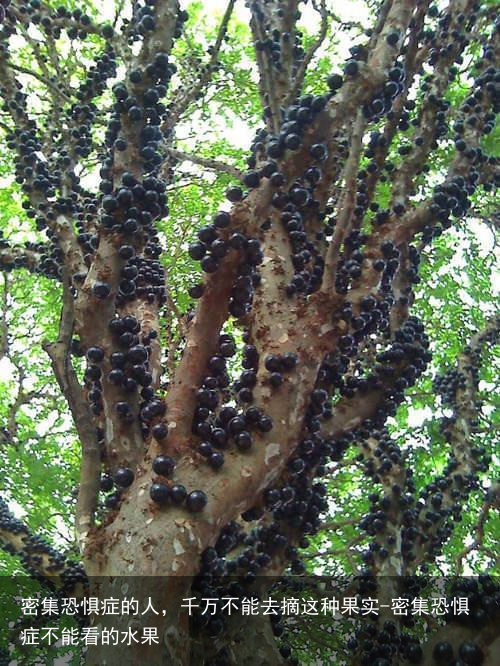 密集恐惧症的人，千万不能去摘这种果实-密集恐惧症不能看的水果