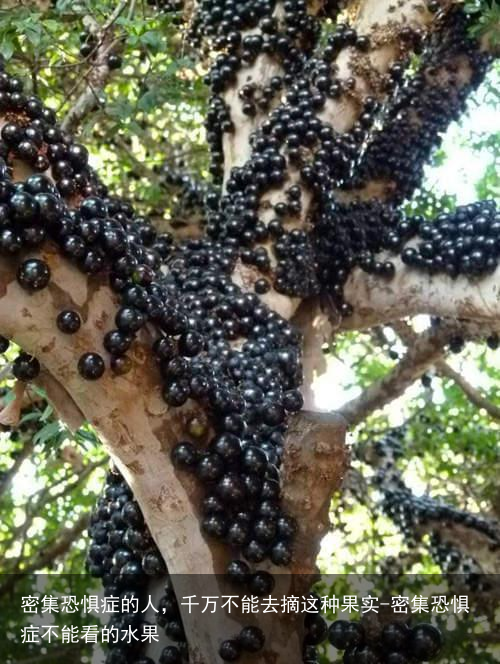 密集恐惧症的人，千万不能去摘这种果实-密集恐惧症不能看的水果