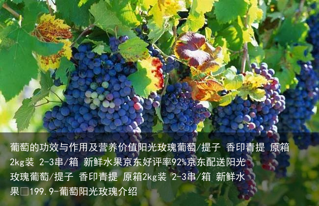 葡萄的功效与作用及营养价值