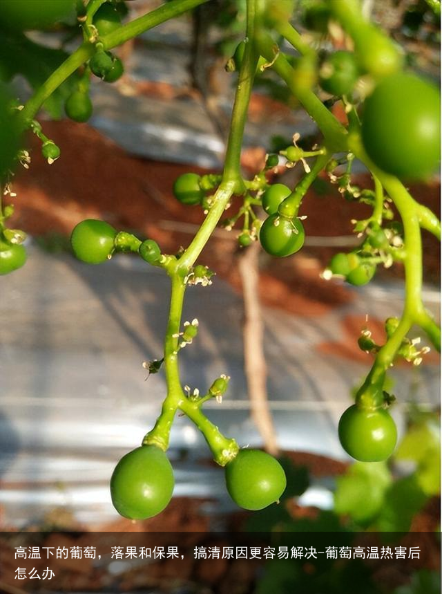 高温下的葡萄，落果和保果，搞清原因更容易解决-葡萄高温热害后怎么办