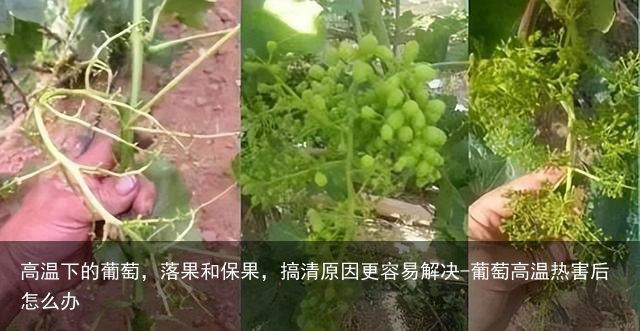 高温下的葡萄，落果和保果，搞清原因更容易解决-葡萄高温热害后怎么办