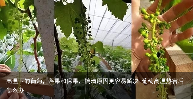 高温下的葡萄，落果和保果，搞清原因更容易解决-葡萄高温热害后怎么办