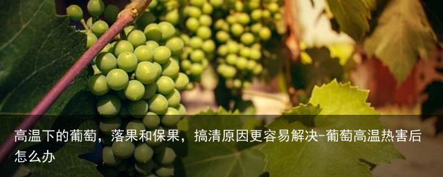 高温下的葡萄，落果和保果，搞清原因更容易解决-葡萄高温热害后怎么办
