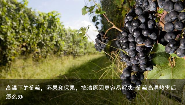 高温下的葡萄，落果和保果，搞清原因更容易解决-葡萄高温热害后怎么办