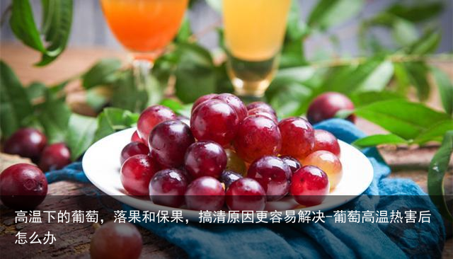 高温下的葡萄，落果和保果，搞清原因更容易解决-葡萄高温热害后怎么办