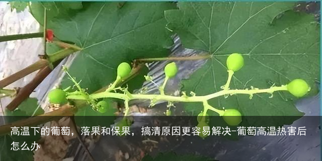 高温下的葡萄，落果和保果，搞清原因更容易解决-葡萄高温热害后怎么办