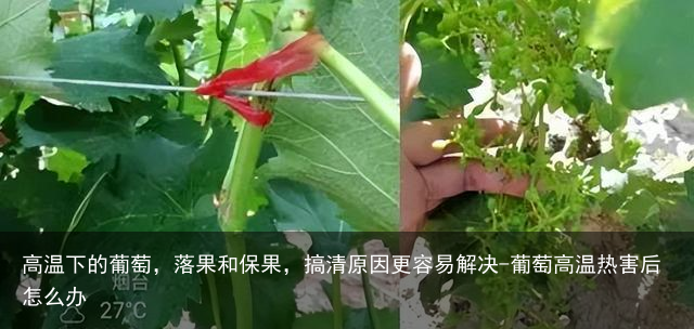 高温下的葡萄，落果和保果，搞清原因更容易解决-葡萄高温热害后怎么办