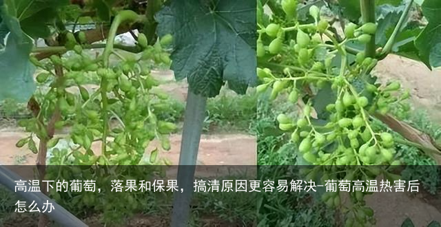 高温下的葡萄，落果和保果，搞清原因更容易解决-葡萄高温热害后怎么办