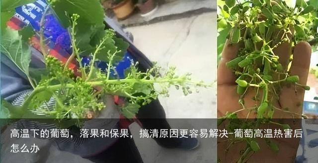 高温下的葡萄，落果和保果，搞清原因更容易解决-葡萄高温热害后怎么办
