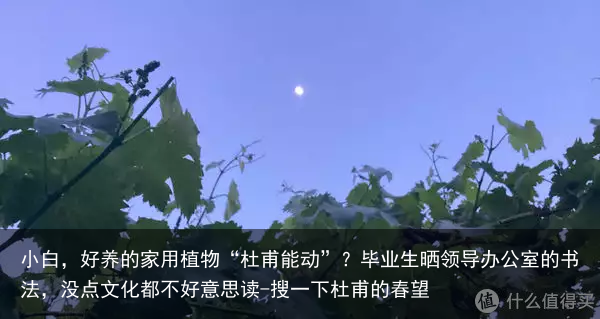 小白，好养的家用植物