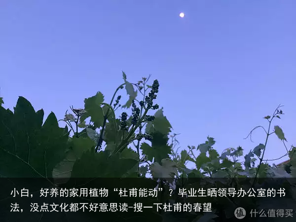 小白，好养的家用植物