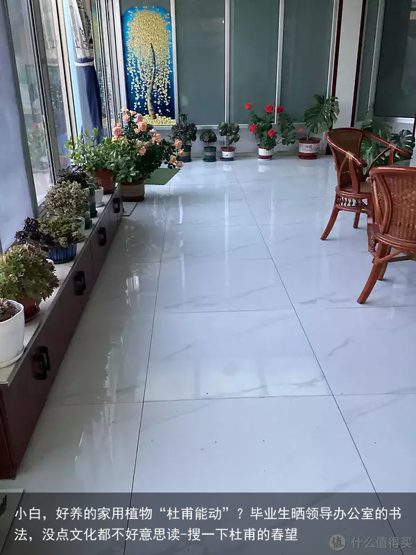 小白，好养的家用植物