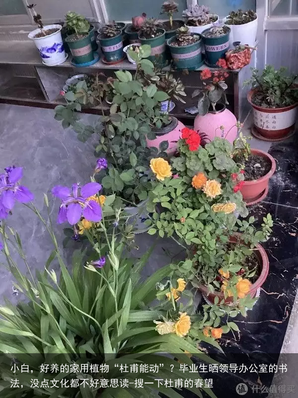 小白，好养的家用植物
