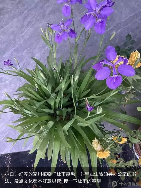 小白，好养的家用植物