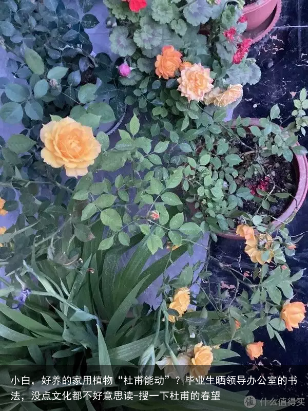 小白，好养的家用植物